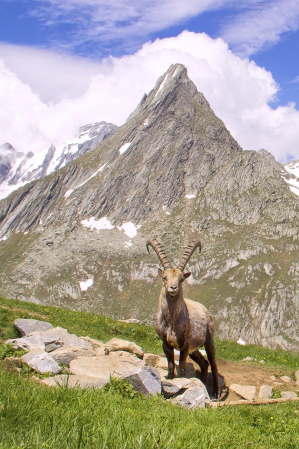 haute maurienne vanoise parc national de la vanoise savoie mont blanc val cenis