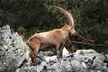 haute maurienne vanoise parc national de la vanoise savoie mont blanc tourisme valcenis bouquetin