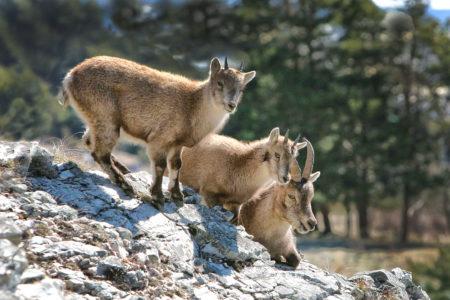 haute maurienne vanoise parc national de la vanoise savoie mont blanc tourisme valcenis