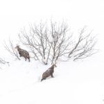 chamois dans la neige 50×75