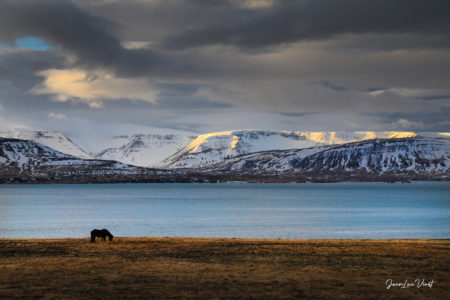 carte postale d'Islande, souvenir chevaux hiver