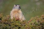 48.marmotte buisson