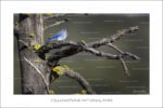 exposition photo, road trip ouest américain photos parcs nationaux USA photo en vanlife