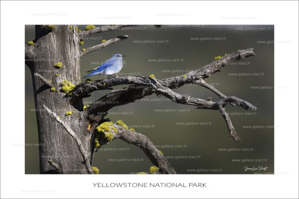 exposition photo, road trip ouest américain photos parcs nationaux USA photo en vanlife