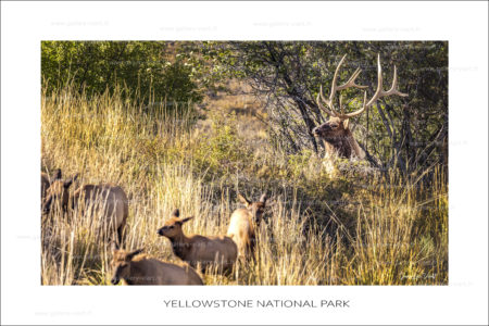 exposition photo, road trip ouest américain photos parcs nationaux USA photo en vanlife