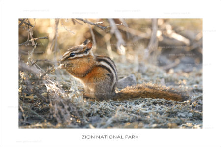 exposition photo, road trip ouest américain photos parcs nationaux USA photo en vanlife