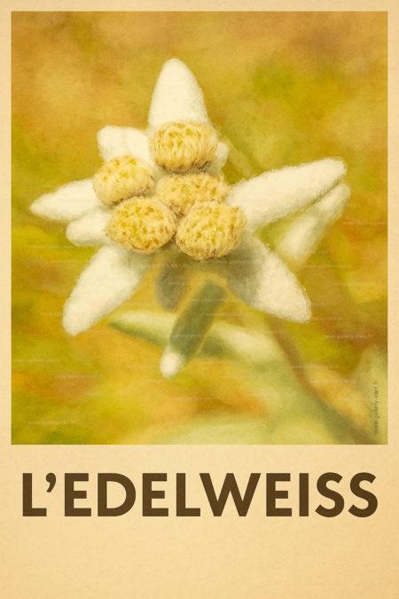 l'edelweiss l'une des plus célèbres plantes de montagne