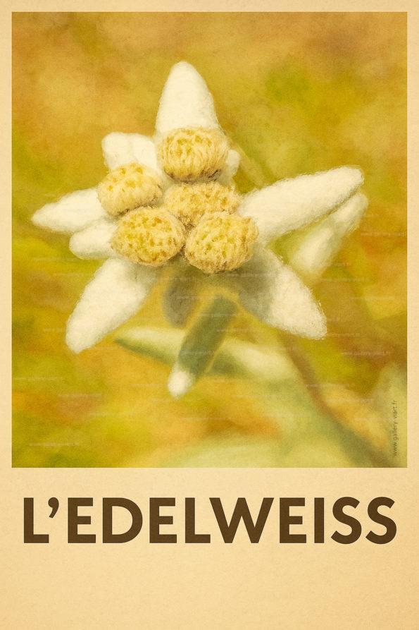 l'edelweiss l'une des plus célèbres plantes de montagne