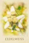 l'Edelweiss feutrée de poils blancs laineux
