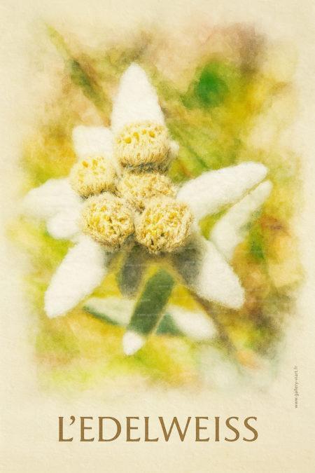l'Edelweiss feutrée de poils blancs laineux