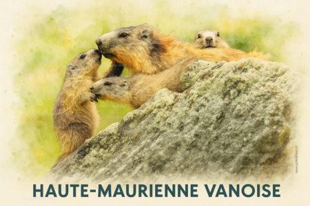 la marmotte alpine est naturellement présente dans les Alpes