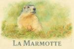 la marmotte sortant de son terrier