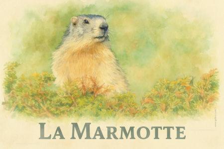 la marmotte sortant de son terrier