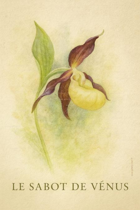 Le Sabot de Vénus s'observera en fleur de mai à juillet selon les saisons.